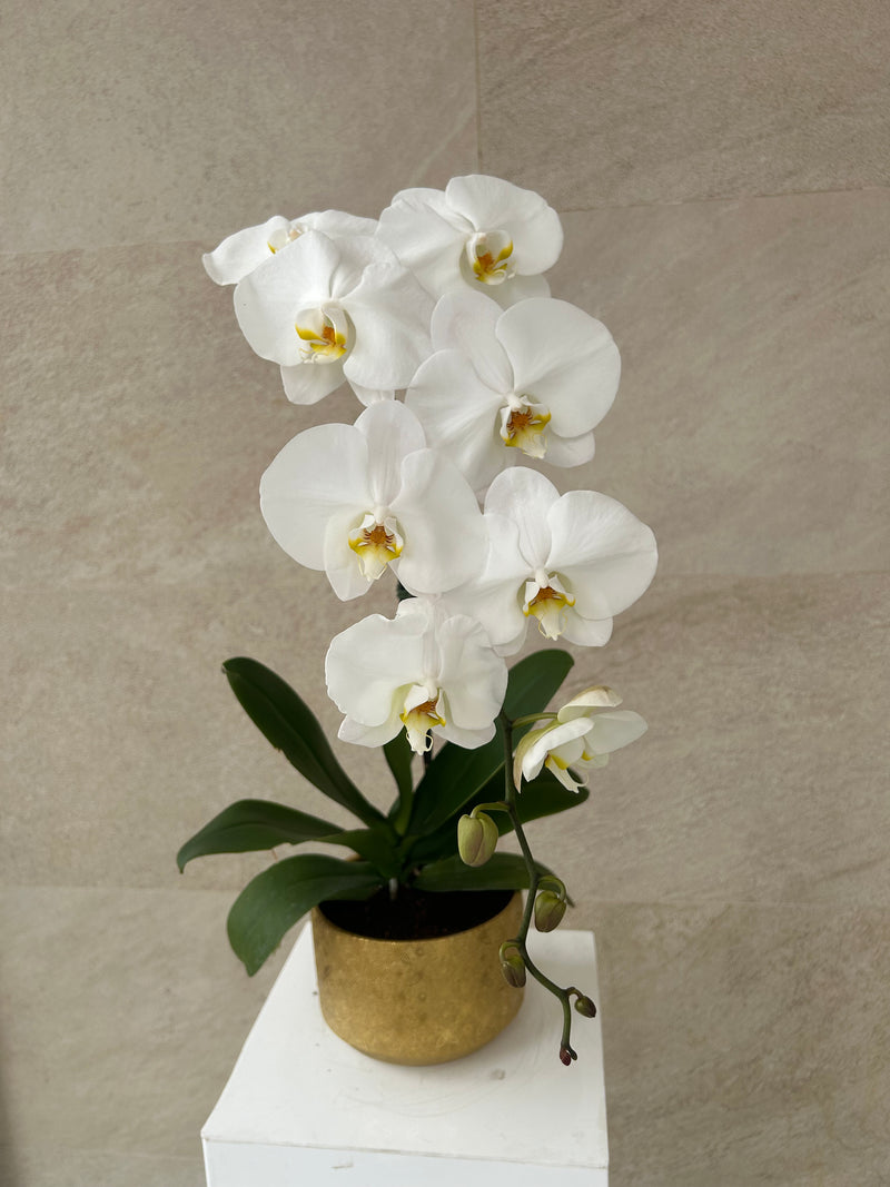 White Phalaenopsis Orchid Plant in Golden Pot