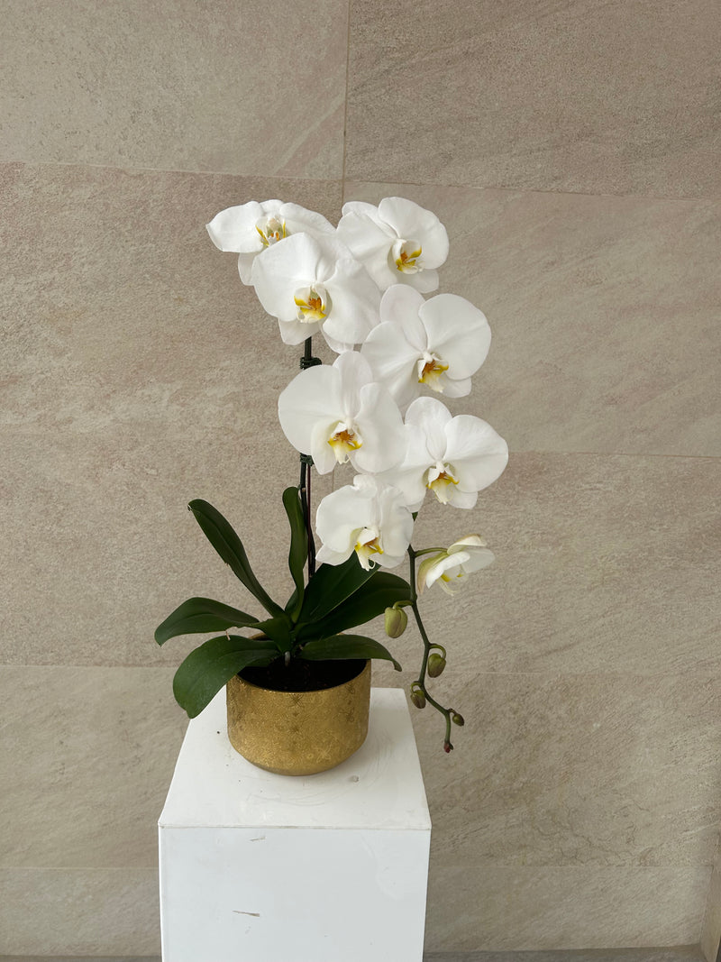 White Phalaenopsis Orchid Plant in Golden Pot