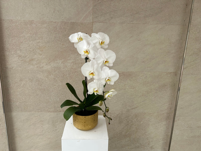 White Phalaenopsis Orchid Plant in Golden Pot