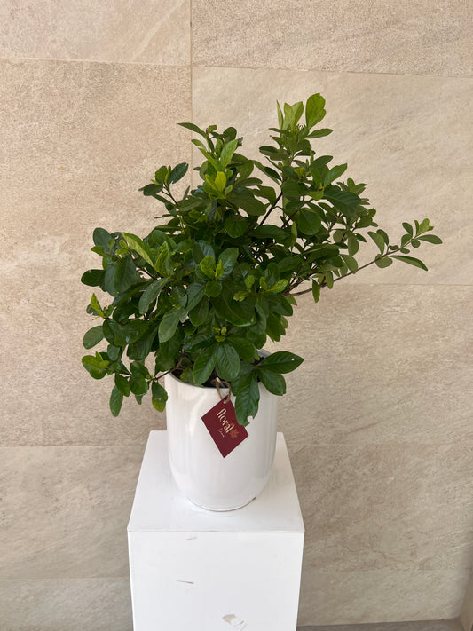 Gardenia Jasminoides in White Ceramic Pot