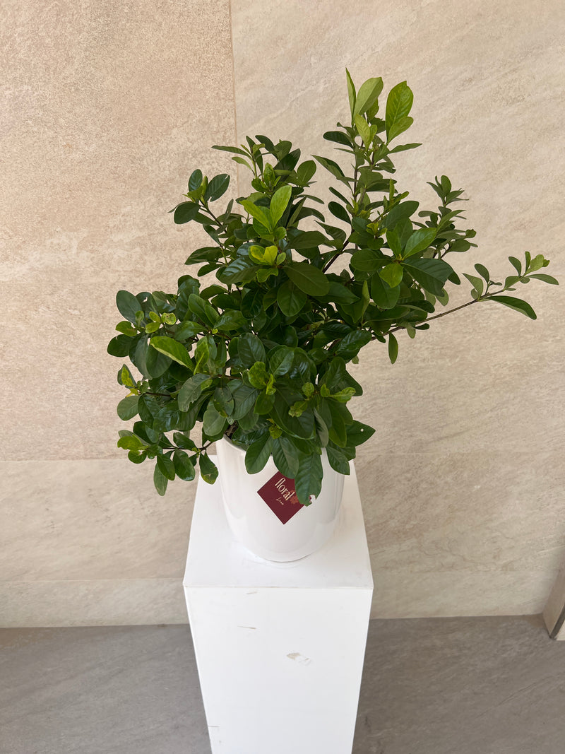 Gardenia Jasminoides in White Ceramic Pot