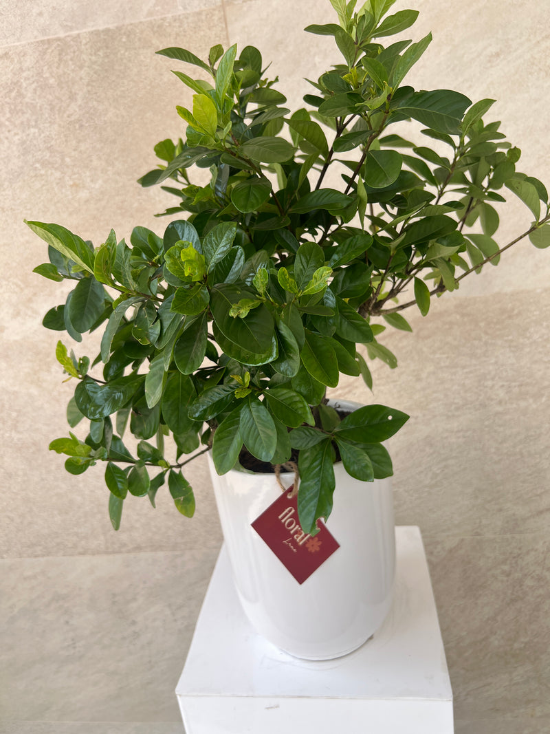 Gardenia Jasminoides in White Ceramic Pot