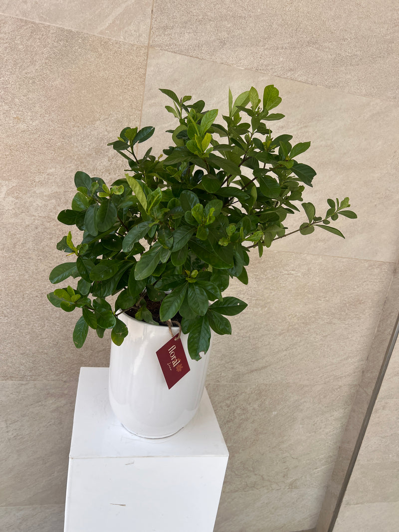 Gardenia Jasminoides in White Ceramic Pot