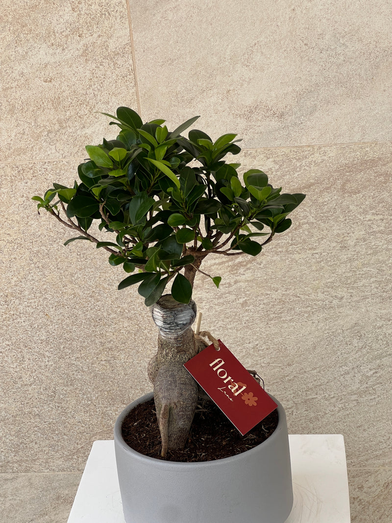 Ficus Bonsai Plant in Ceramic Pot