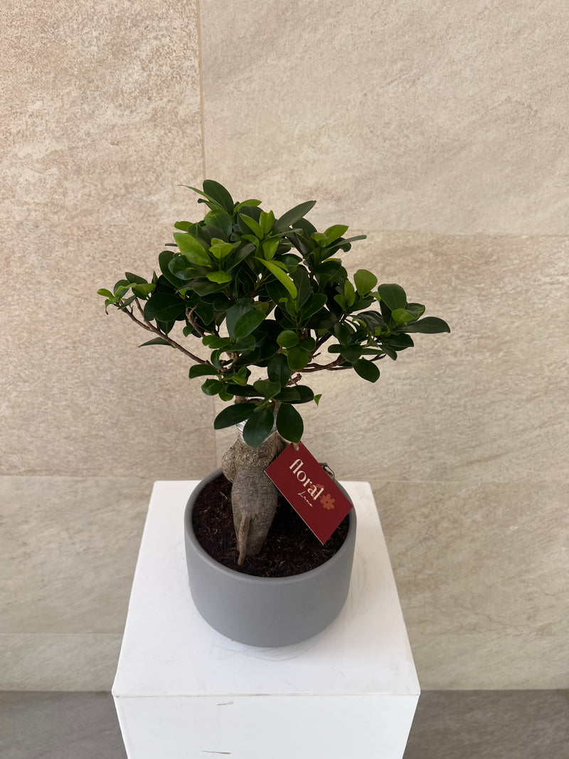Ficus Bonsai Plant in Ceramic Pot