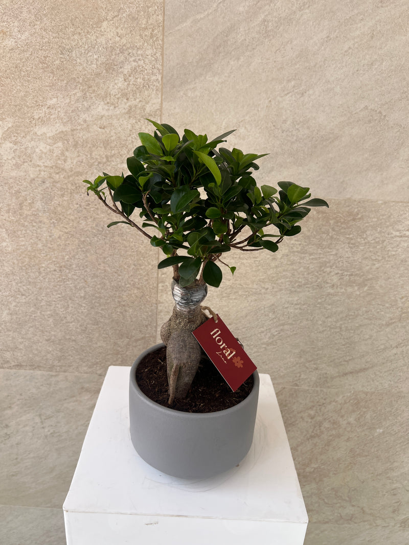 Ficus Bonsai Plant in Ceramic Pot