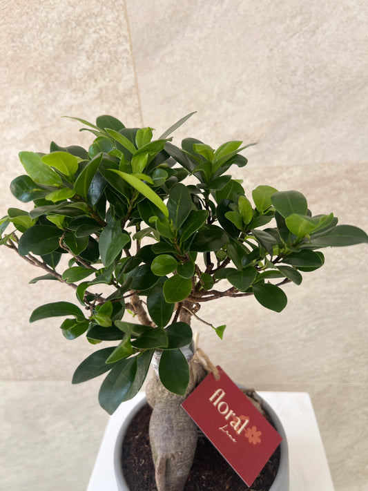 Ficus Bonsai Plant in Ceramic Pot