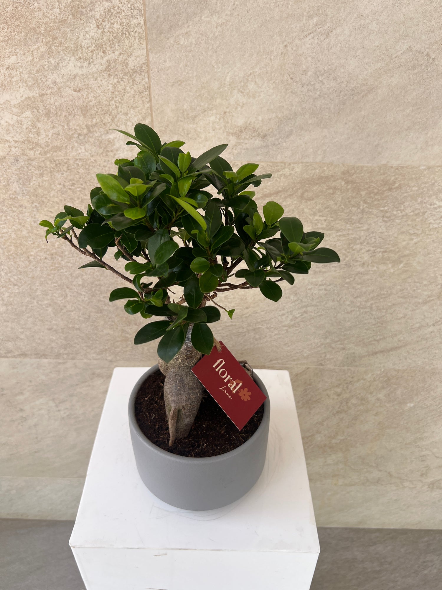 Ficus Bonsai Plant in Ceramic Pot