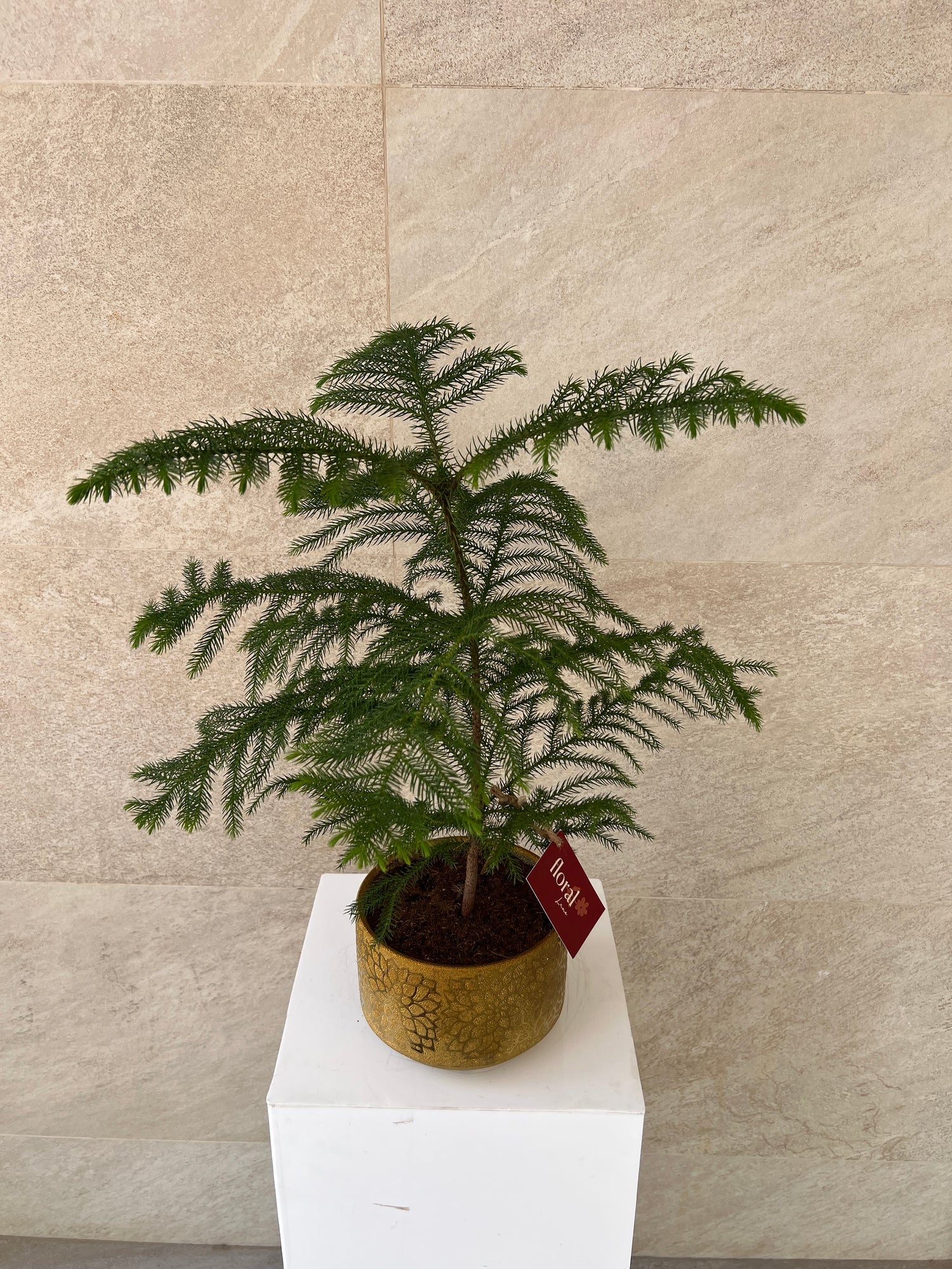 Araucaria Heterophylla Plant in Gold Pot