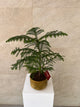 Araucaria Heterophylla Plant in Gold Pot