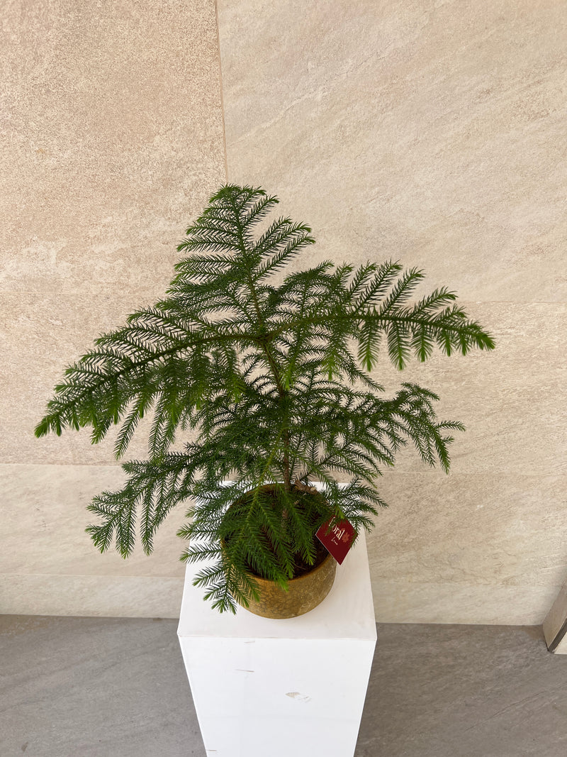 Araucaria Heterophylla Plant in Gold Pot