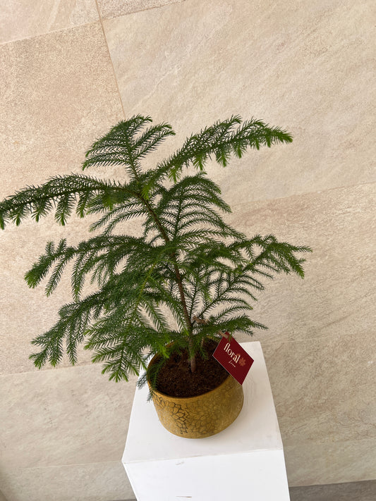 Araucaria Heterophylla Plant in Gold Pot