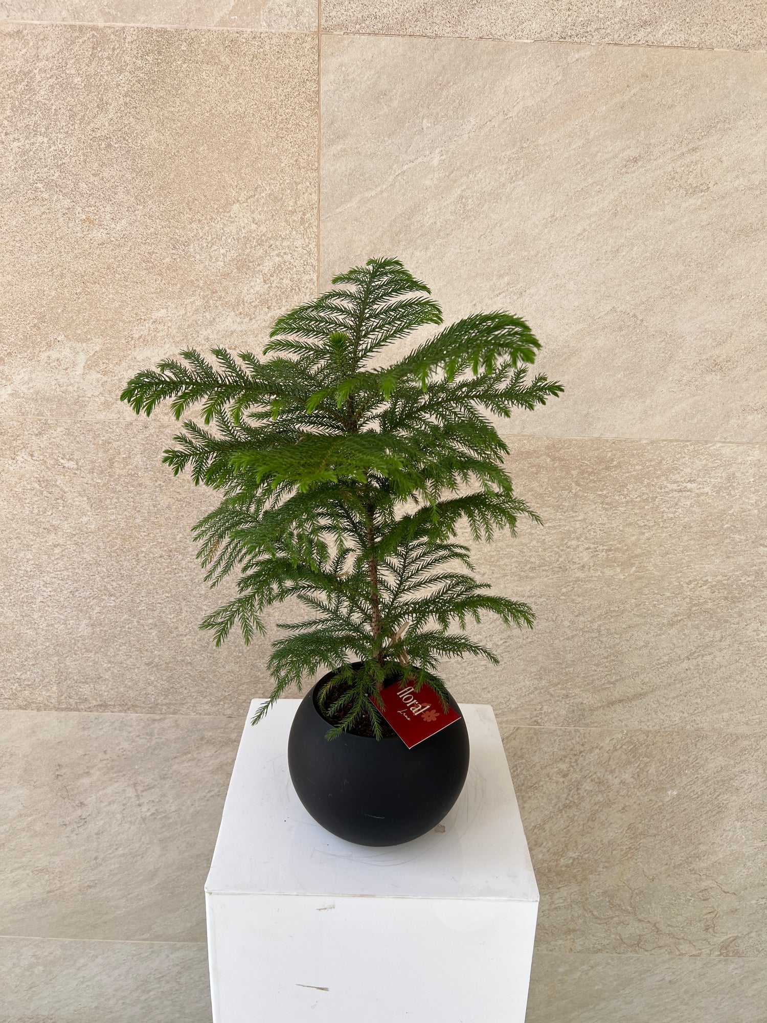 Araucaria Heterophylla Plant