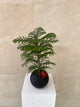 Araucaria Heterophylla Plant