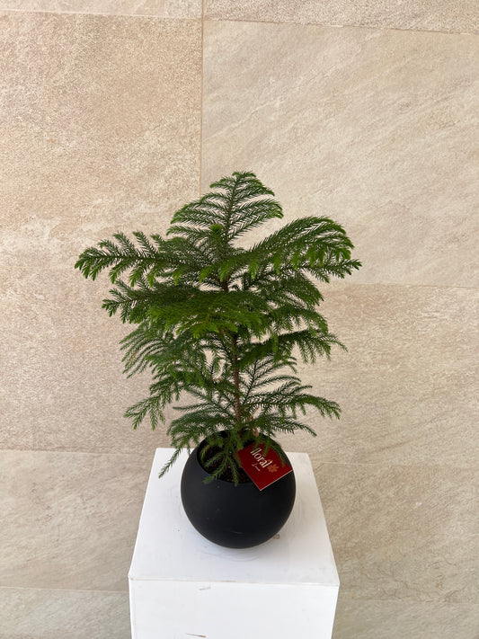 Araucaria Heterophylla Plant