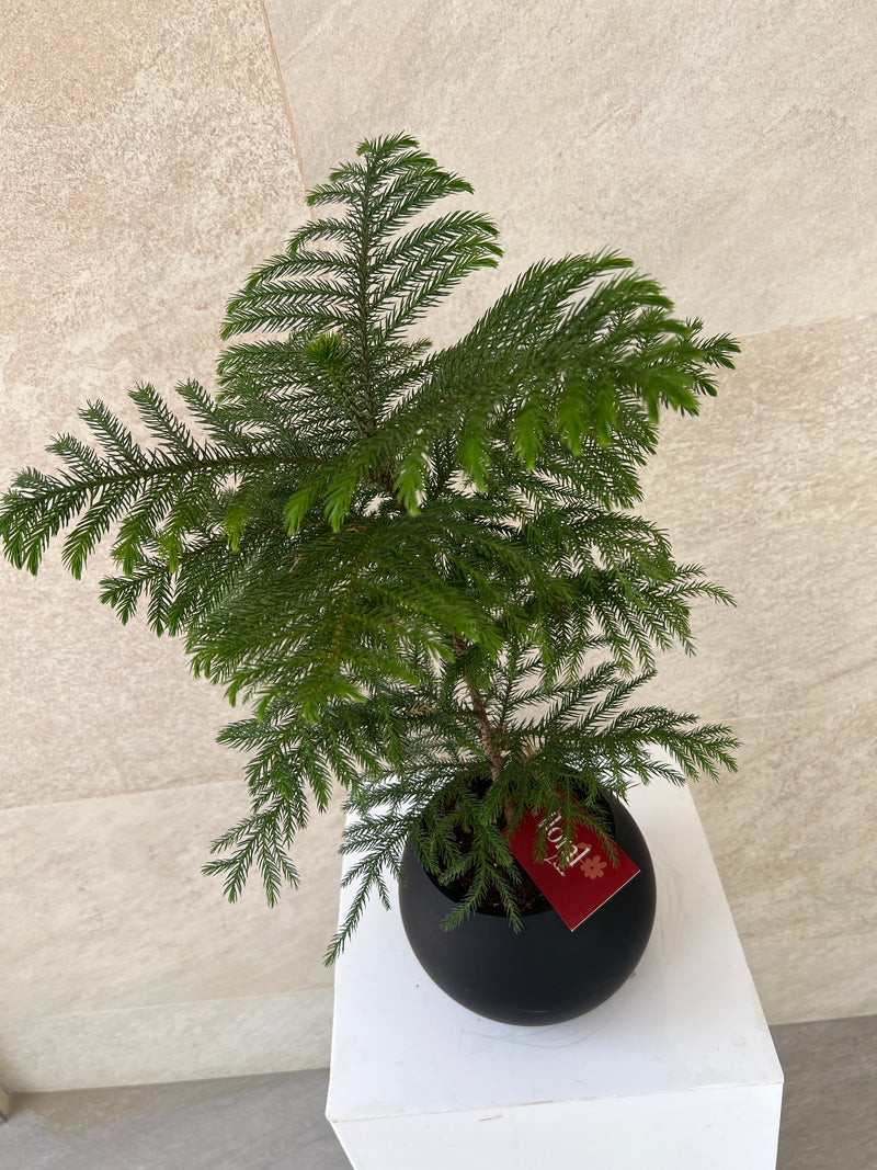 Araucaria Heterophylla Plant