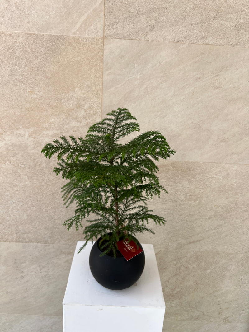 Araucaria Heterophylla Plant