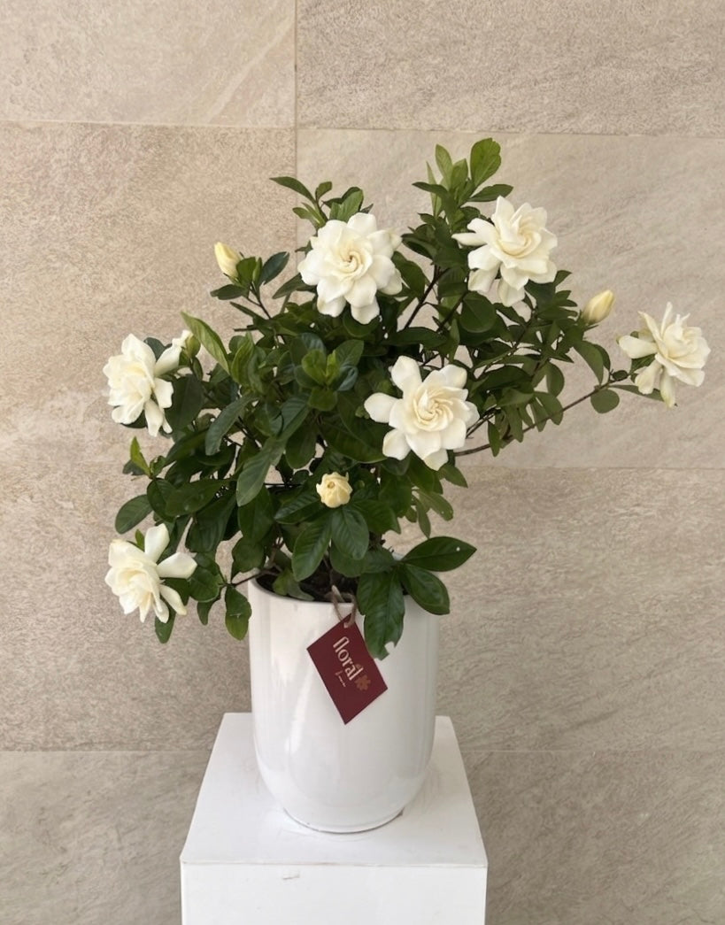 Gardenia Jasminoides in White Ceramic Pot
