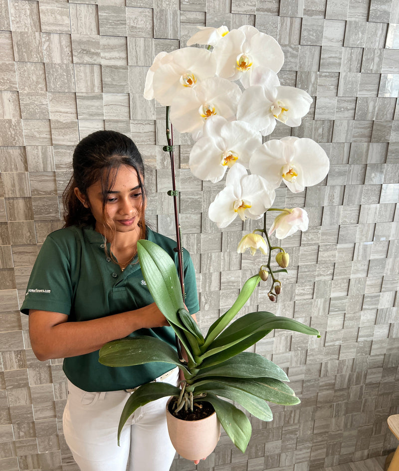 90cm Premium White Orchid (Phalaenopsis) Plant with Pot