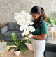 90cm Premium White Orchid (Phalaenopsis) Plant with Pot