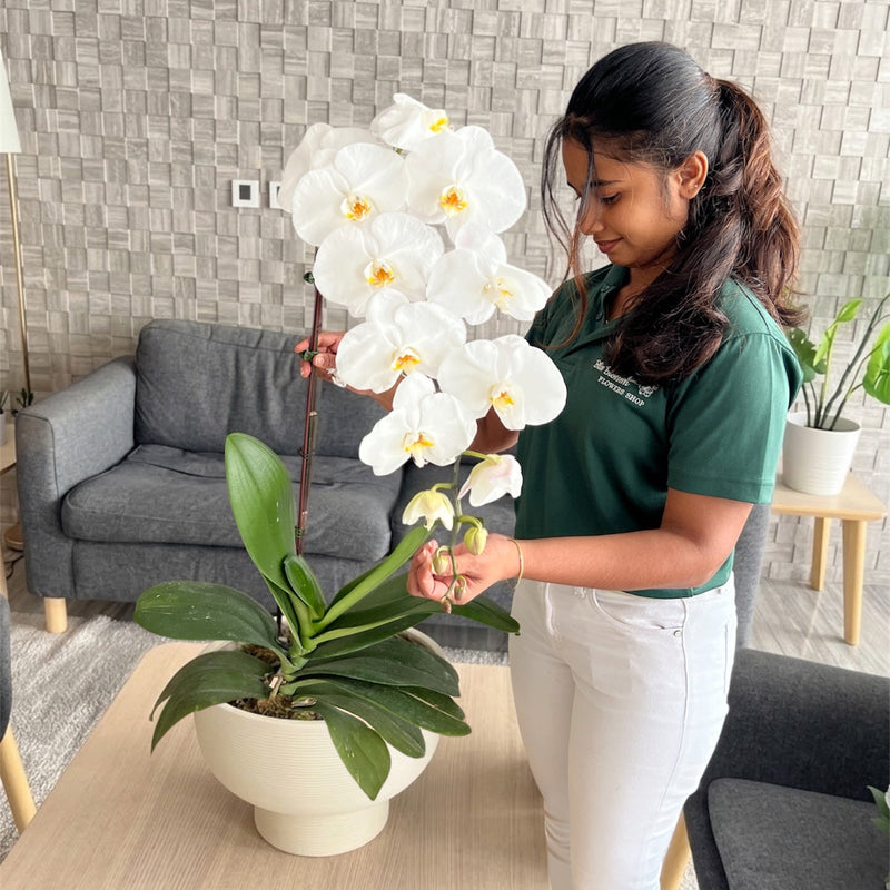 Elegant 90cm Premium White Orchid in Modern Ceramic Pot