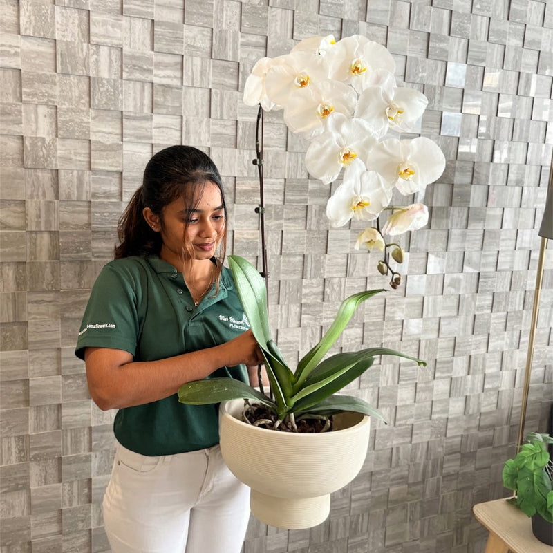 Elegant 90cm Premium White Orchid in Modern Ceramic Pot