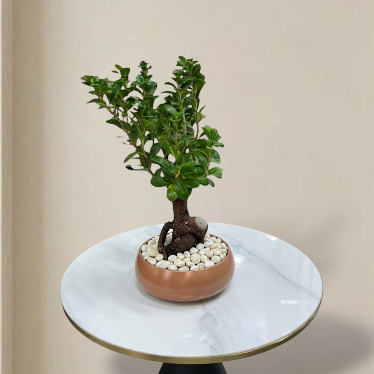 Bonsai Plant in Ceramic Pot
