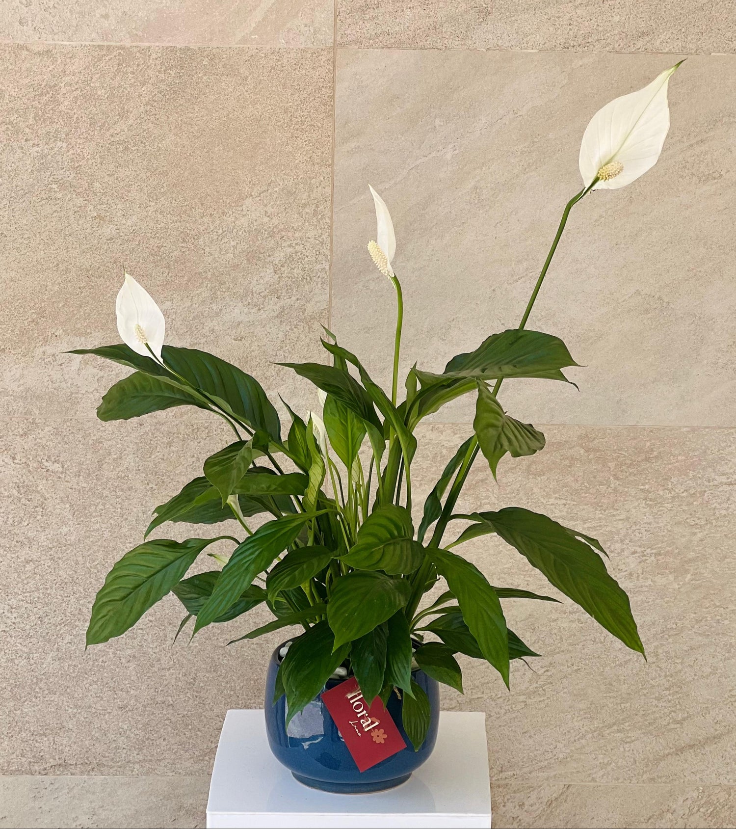Spathiphyllum Peace Lily