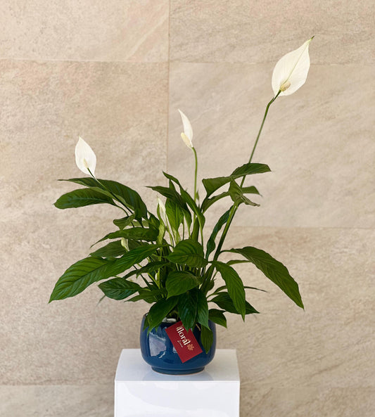 Spathiphyllum Peace Lily
