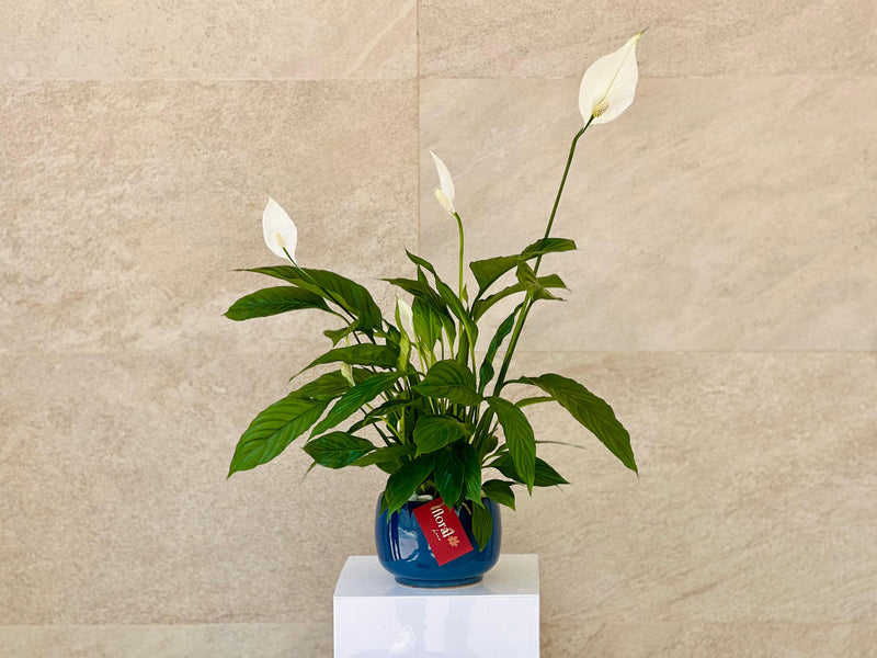Spathiphyllum Peace Lily