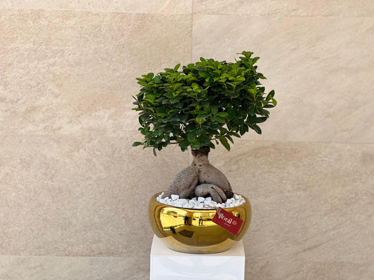 Ficus Bonsai Plant in Luxury Golden Pot