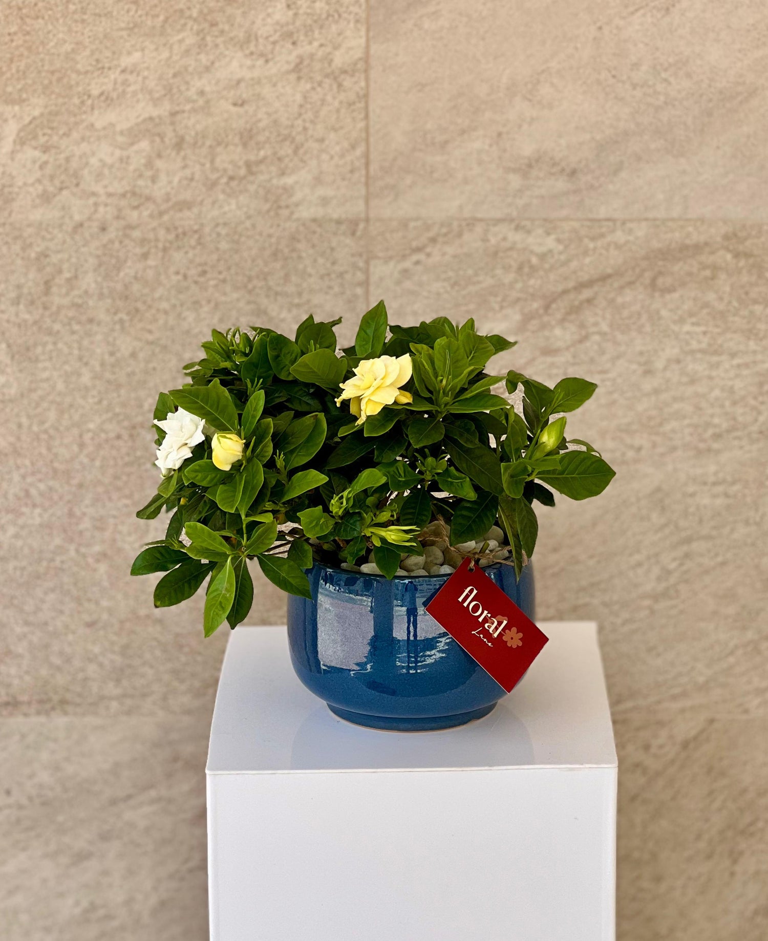 Gardenia Jasminoides - with Blue Ceramic Pot