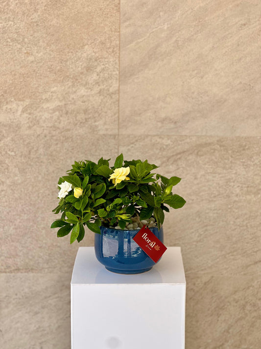 Gardenia Jasminoides - with Blue Ceramic Pot