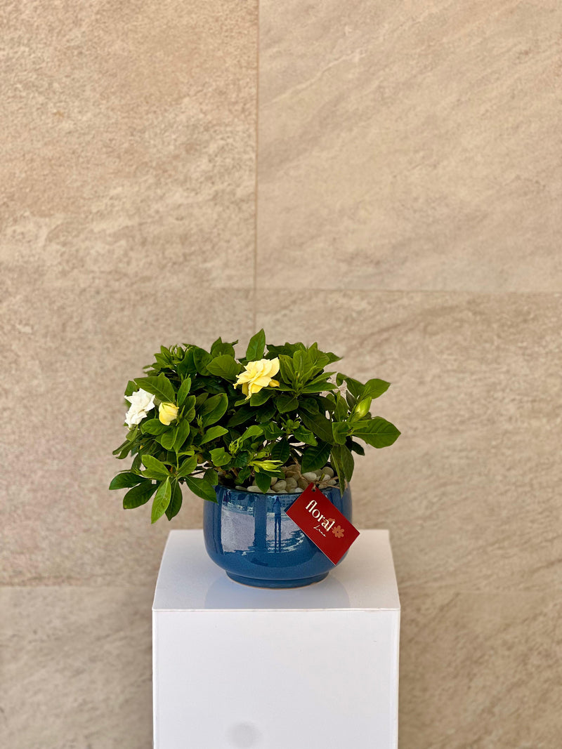 Gardenia Jasminoides - with Blue Ceramic Pot