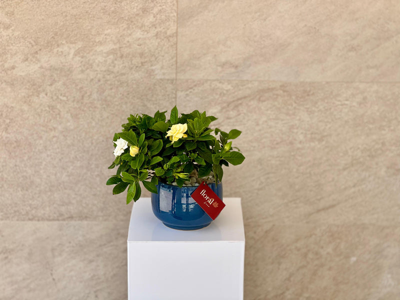 Gardenia Jasminoides - with Blue Ceramic Pot