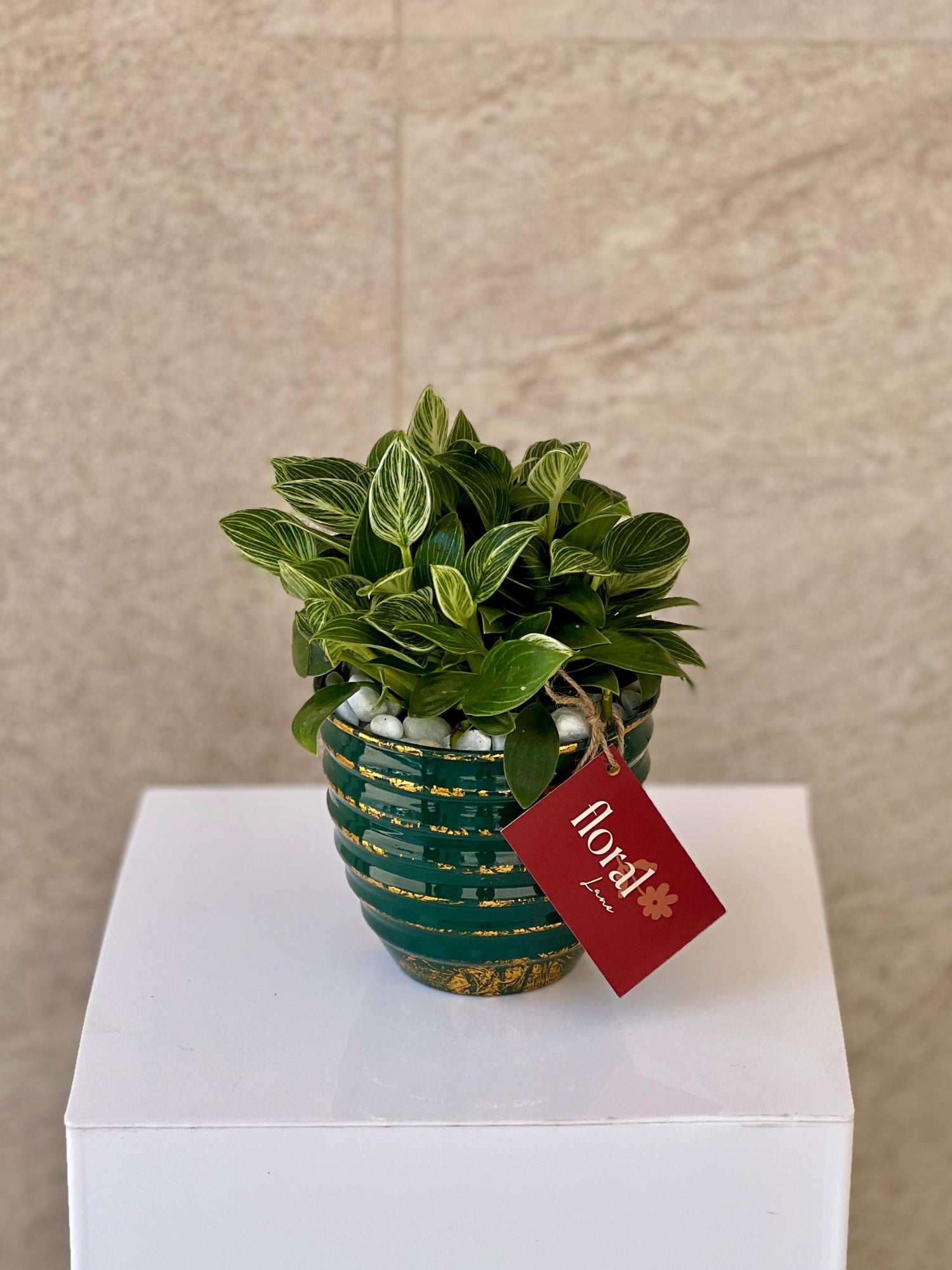 Philodendron Plant in Green Ceramic Pot