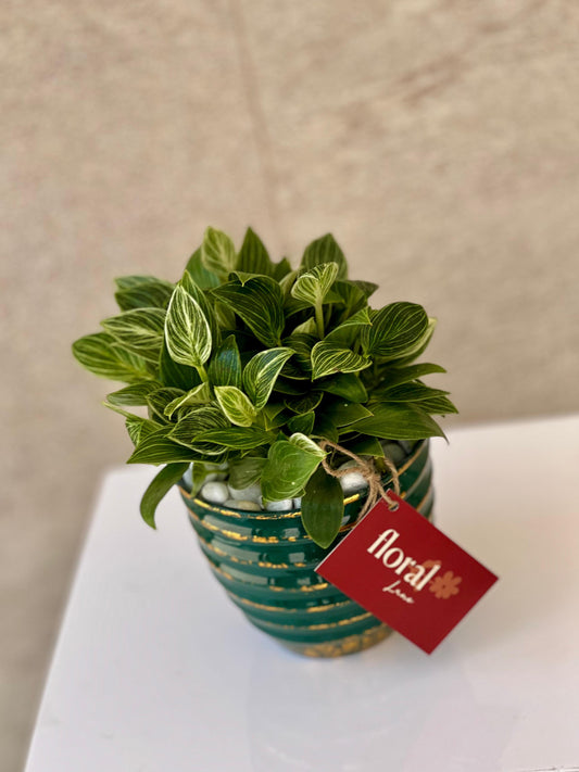 Philodendron Plant in Green Ceramic Pot