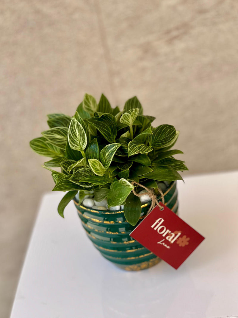 Philodendron Plant in Green Ceramic Pot