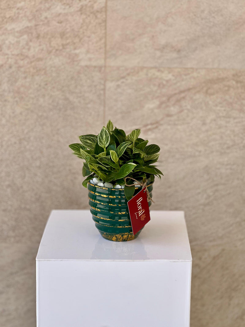 Philodendron Plant in Green Ceramic Pot