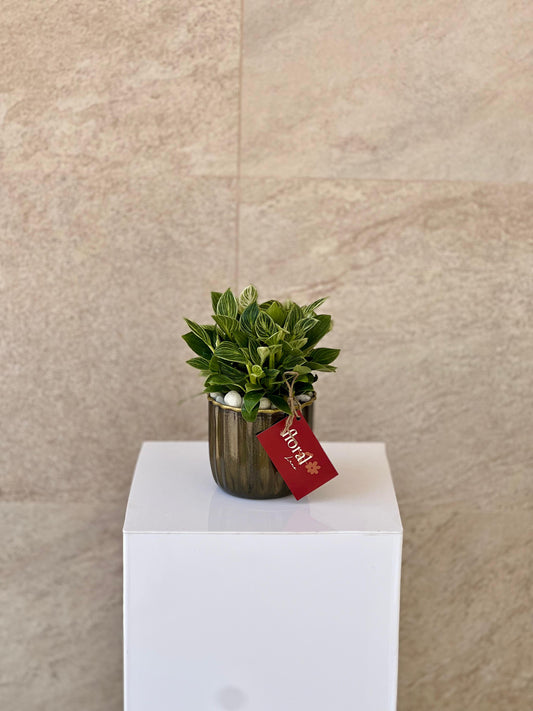Philodendron Plant in Ceramic Pot