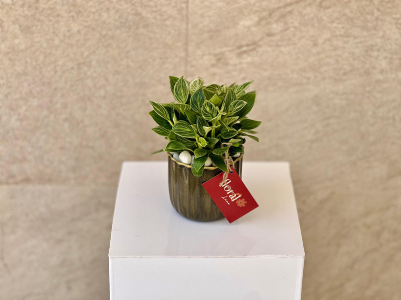 Philodendron Plant in Ceramic Pot