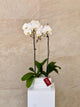 2 Stem White Orchid Plant in White Ceramic Pot