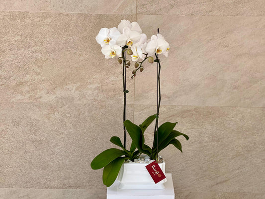 2 Stem White Orchid Plant in White Ceramic Pot