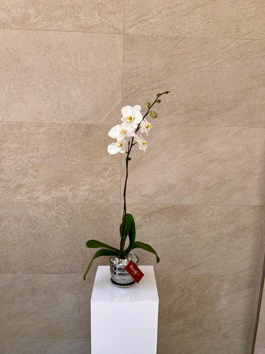 Single White Orchid in Silver Ceramic Pot