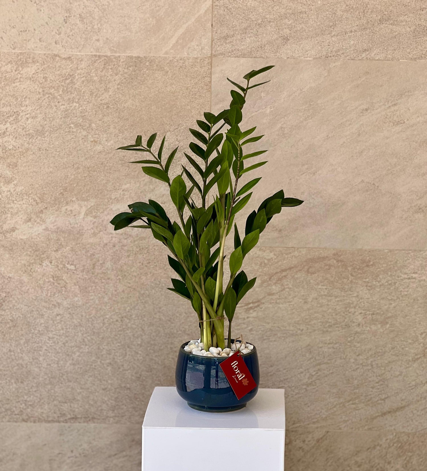 Zamia ZZ Plant - with Blue Ceramic Pot