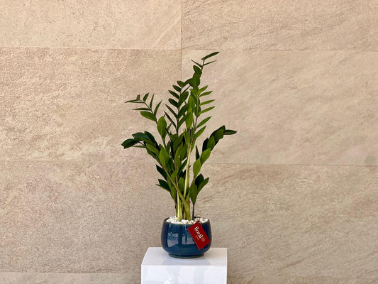 Zamia ZZ Plant - with Blue Ceramic Pot