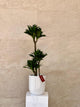 Dracaena Janet Craig in White Ceramic Pot