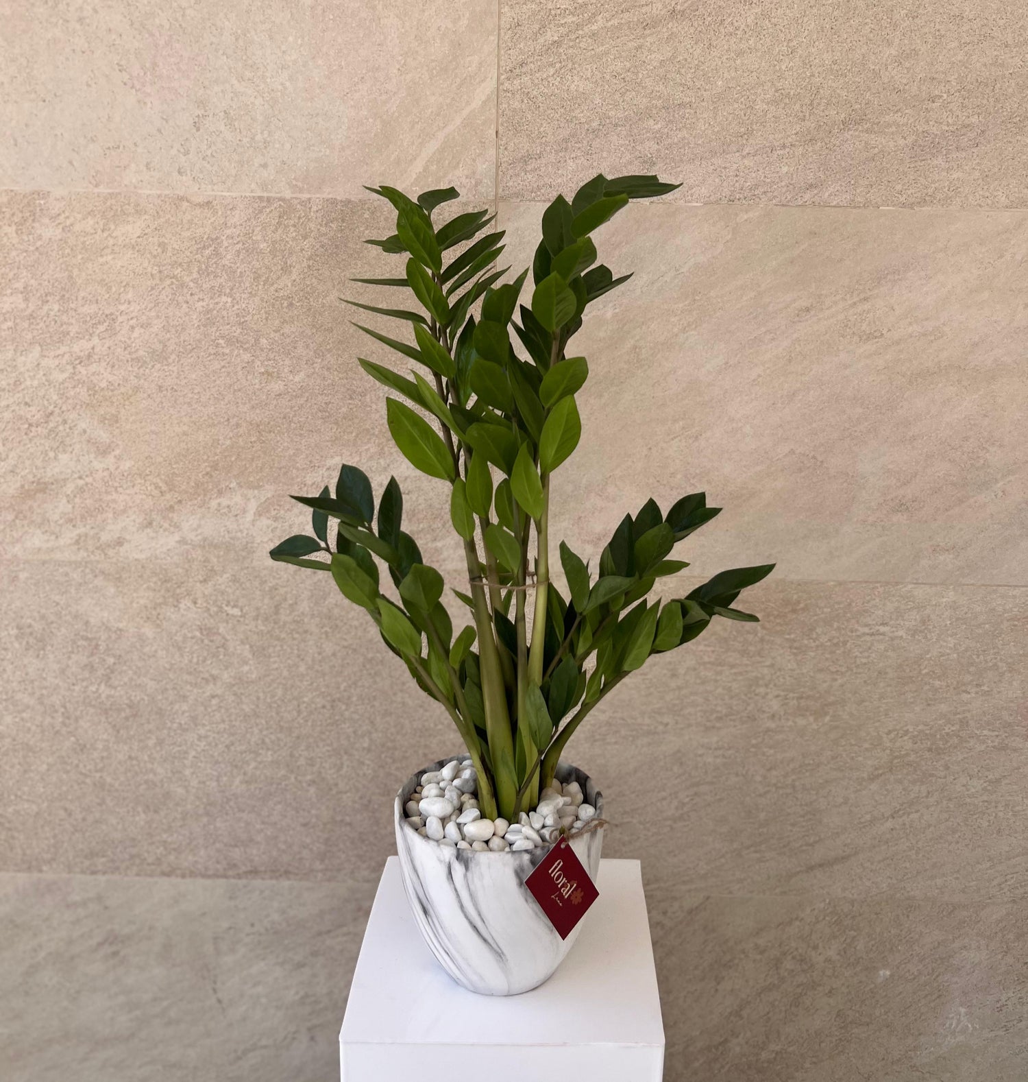Zamia ZZ Plant -  With white ceramic pot