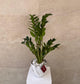 Zamia ZZ Plant -  With white ceramic pot