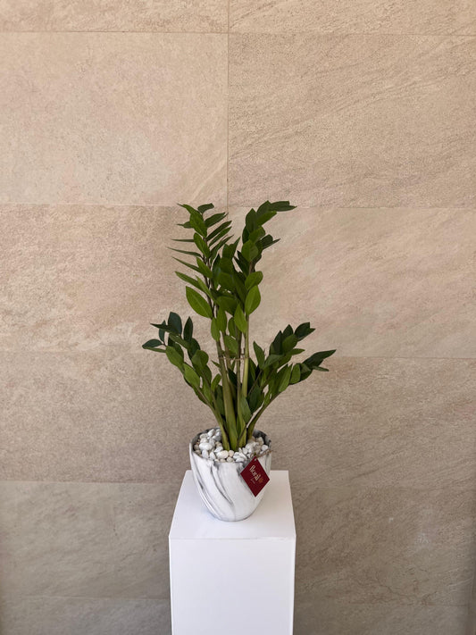 Zamia ZZ Plant -  With white ceramic pot